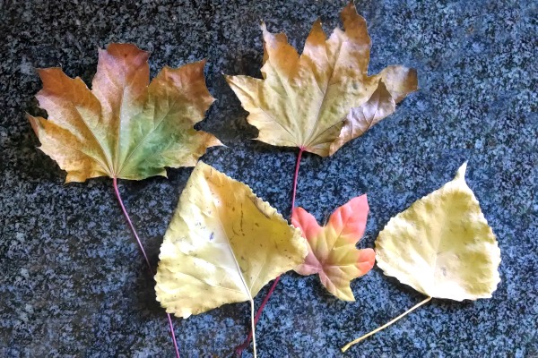 Thanksgiving leaf garland 