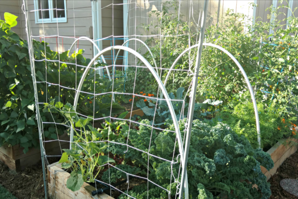 Gardening in raised beds with a loose version of the square foot gardening method