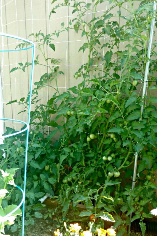Gardening in raised beds with a loose version of the square foot gardening method